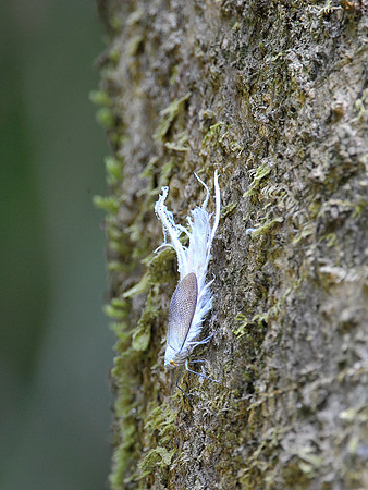 Feather insect