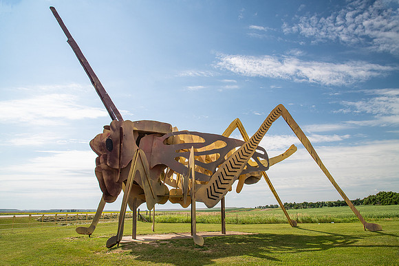 Grasshoppers in the Field