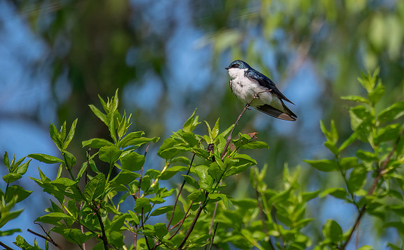 Tree Swallow