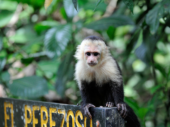 White faced monkey