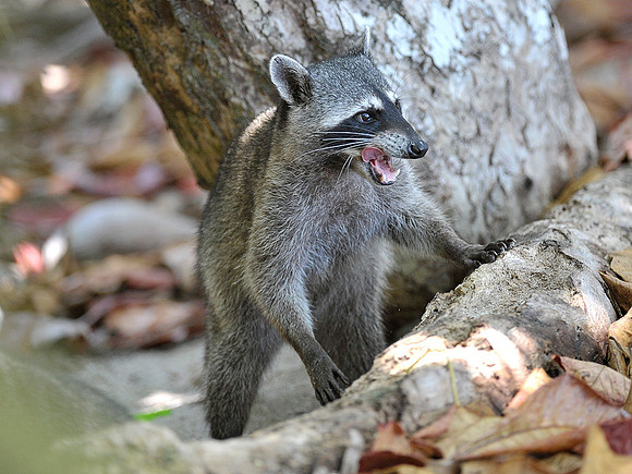 Crab Eating Racoon