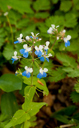 Blue Eyed Mary