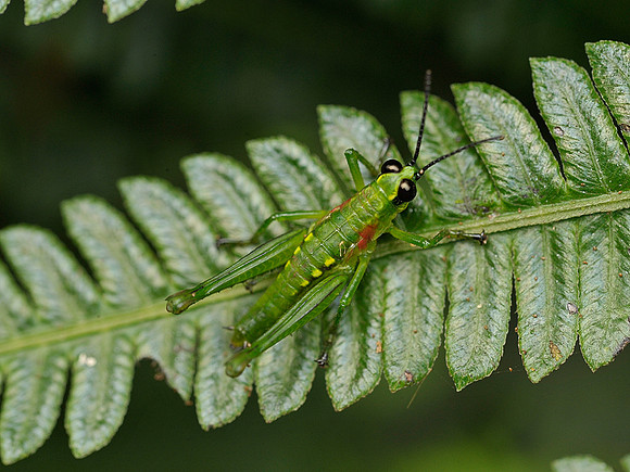 Tropical grasshopper