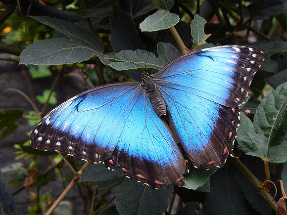 Blue Morpho Butterfly