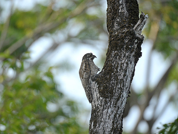 Potoo