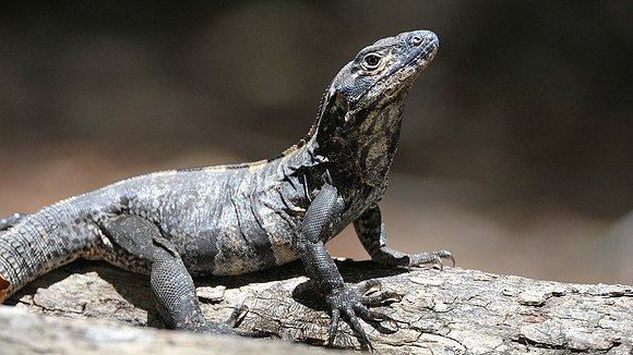 Black Iguana