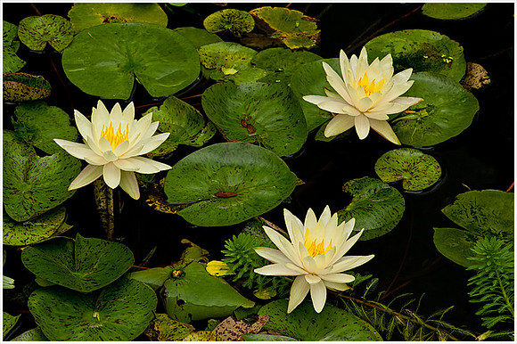 Water Lilies