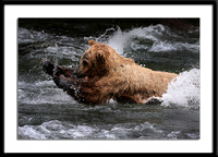 Grizzly Bear fishing