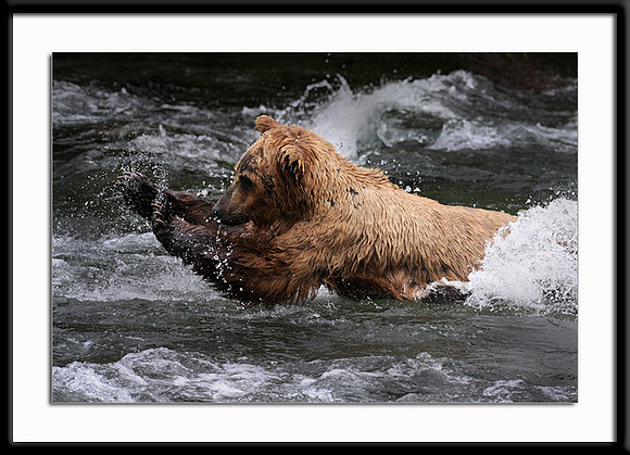 Grizzly Bear fishing