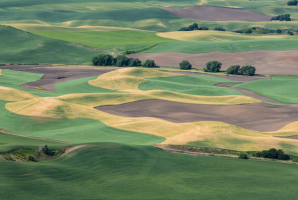 the Palouse