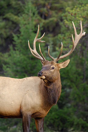 Bull Elk
