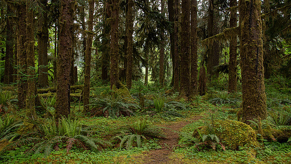Hoh Rain Forest