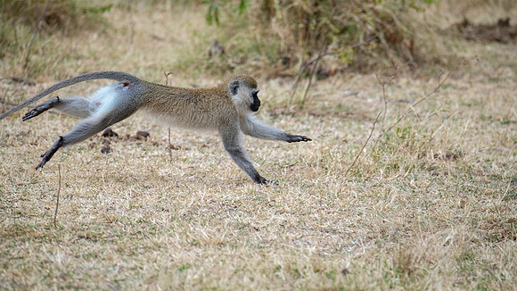 Vervet Monkey