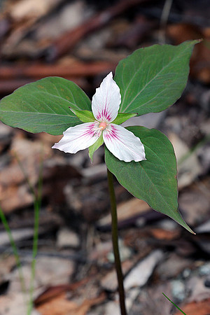 Painted Trillium