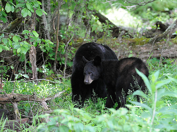 Black Bear