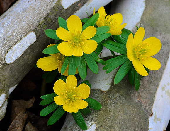 Winter Aconite