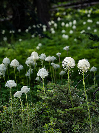 Beargrass