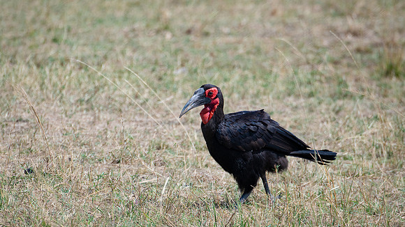 Southern Ground Hornbill