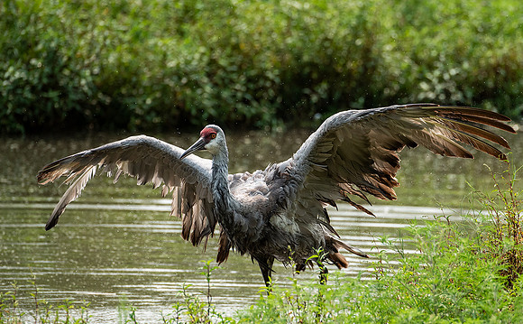 Sandhill Crane