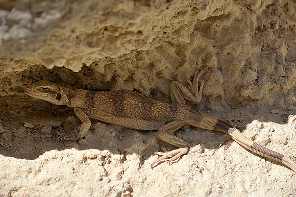 Zebra tailed lizard