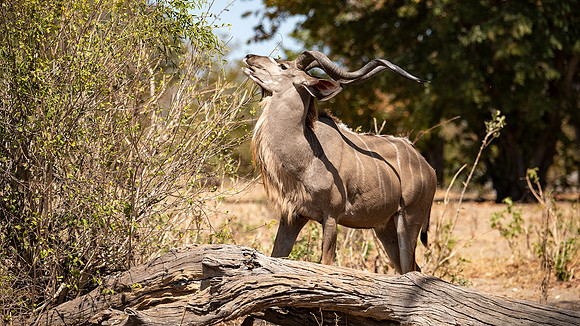 Kudu