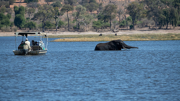Elephant swim