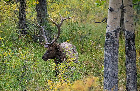 Bull Elk