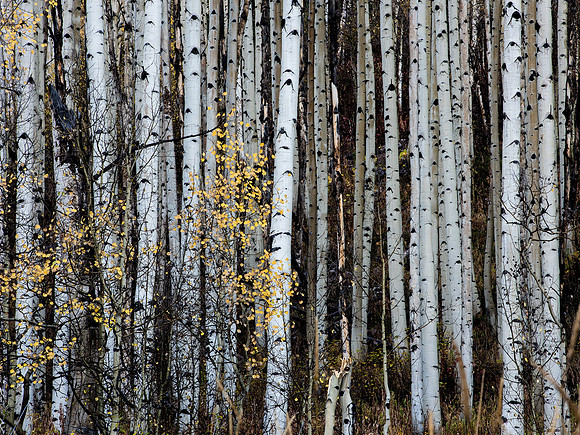Aspens in the fall