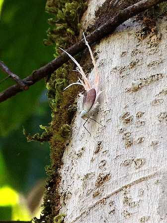 Feather insect