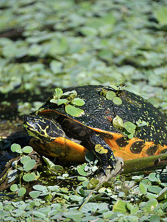 Florida Redbelly Turtle