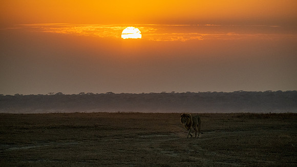 Sunrise with lion