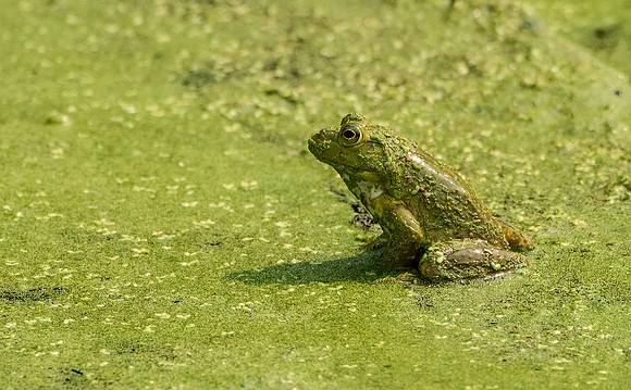 frog covered in duckweed
