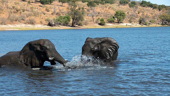 Elephants playing