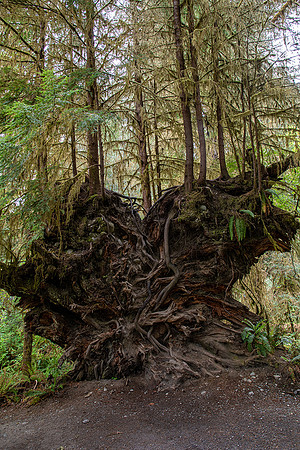 Hoh Rain Forest