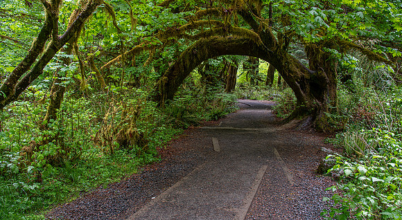 Hoh Rain Forest