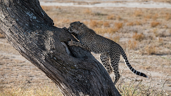 Young cheetah climbing a tree